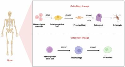 Application of dental pulp stem cells for bone regeneration